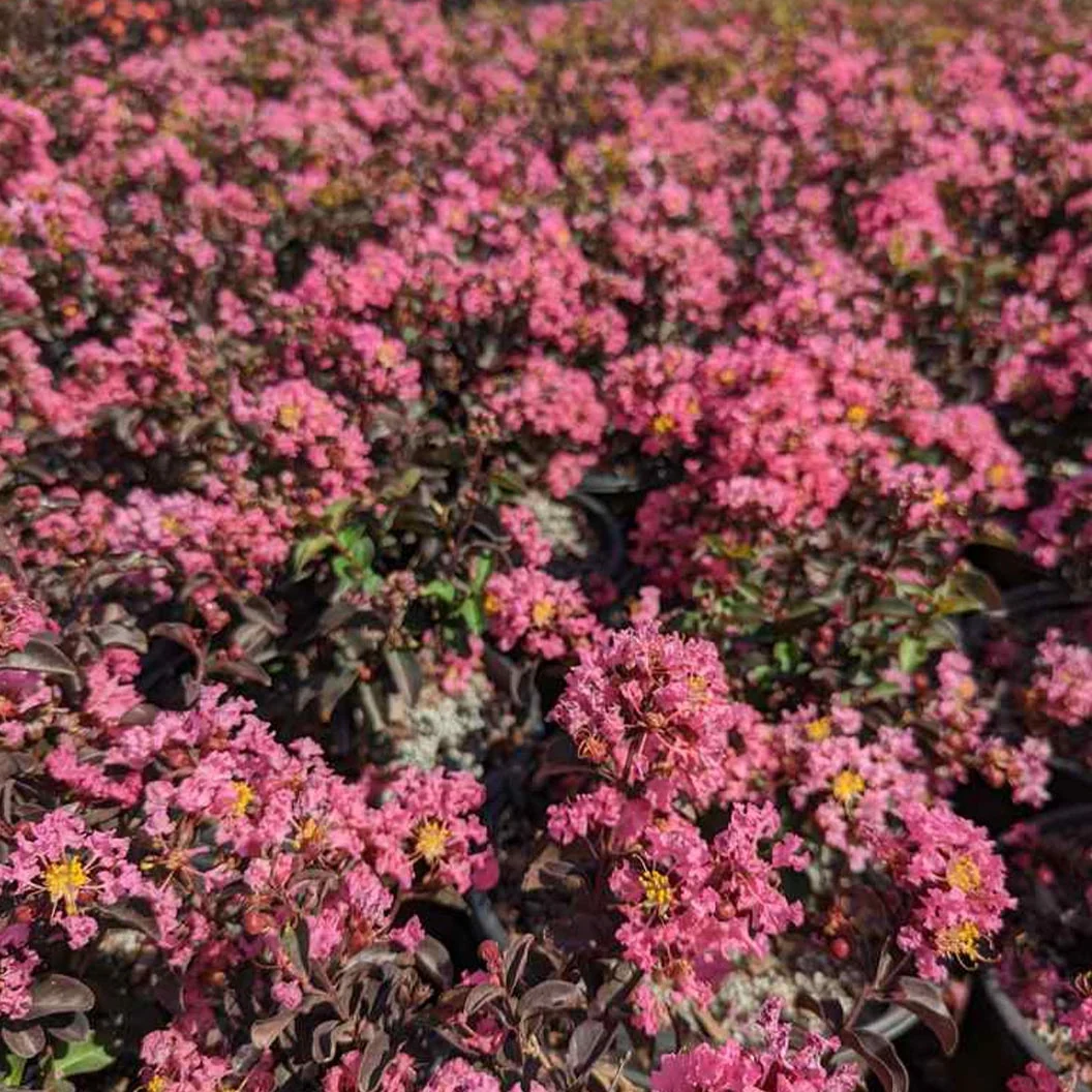 Black Diamond® Pave Pink™ Crape Myrtle Bush 3 Black Diamond® Pave Pink™ Crape Myrtle Bush