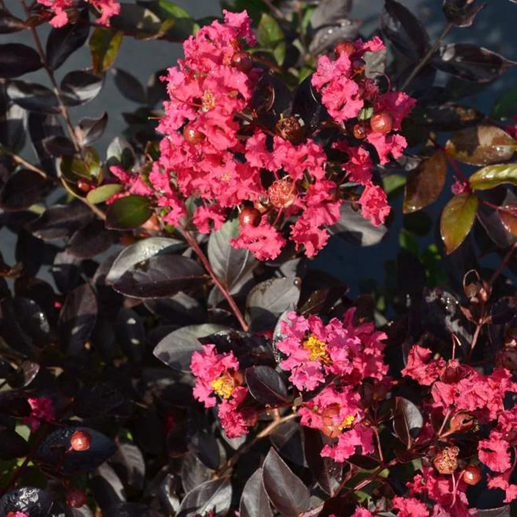 Black Diamond® Pave Pink™ Crape Myrtle Bush 4 Black Diamond® Pave Pink™ Crape Myrtle Bush