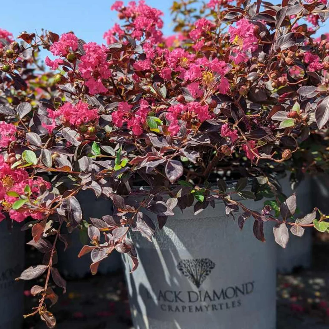 Black Diamond® Pave Pink™ Crape Myrtle Bush 5 Black Diamond® Pave Pink™ Crape Myrtle Bush