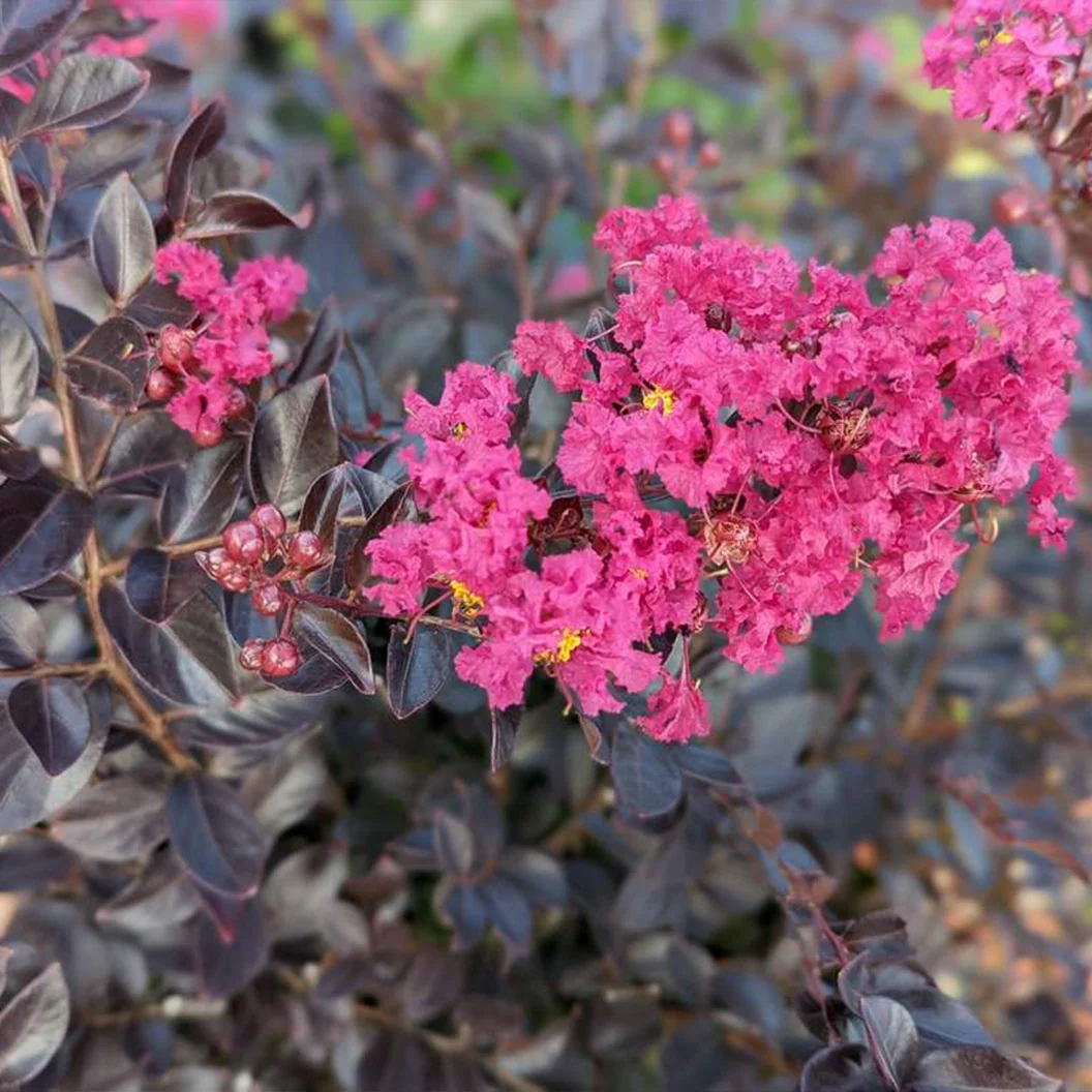 Black Diamond® Pave Pink™ Crape Myrtle Bush 6 Black Diamond® Pave Pink™ Crape Myrtle Bush