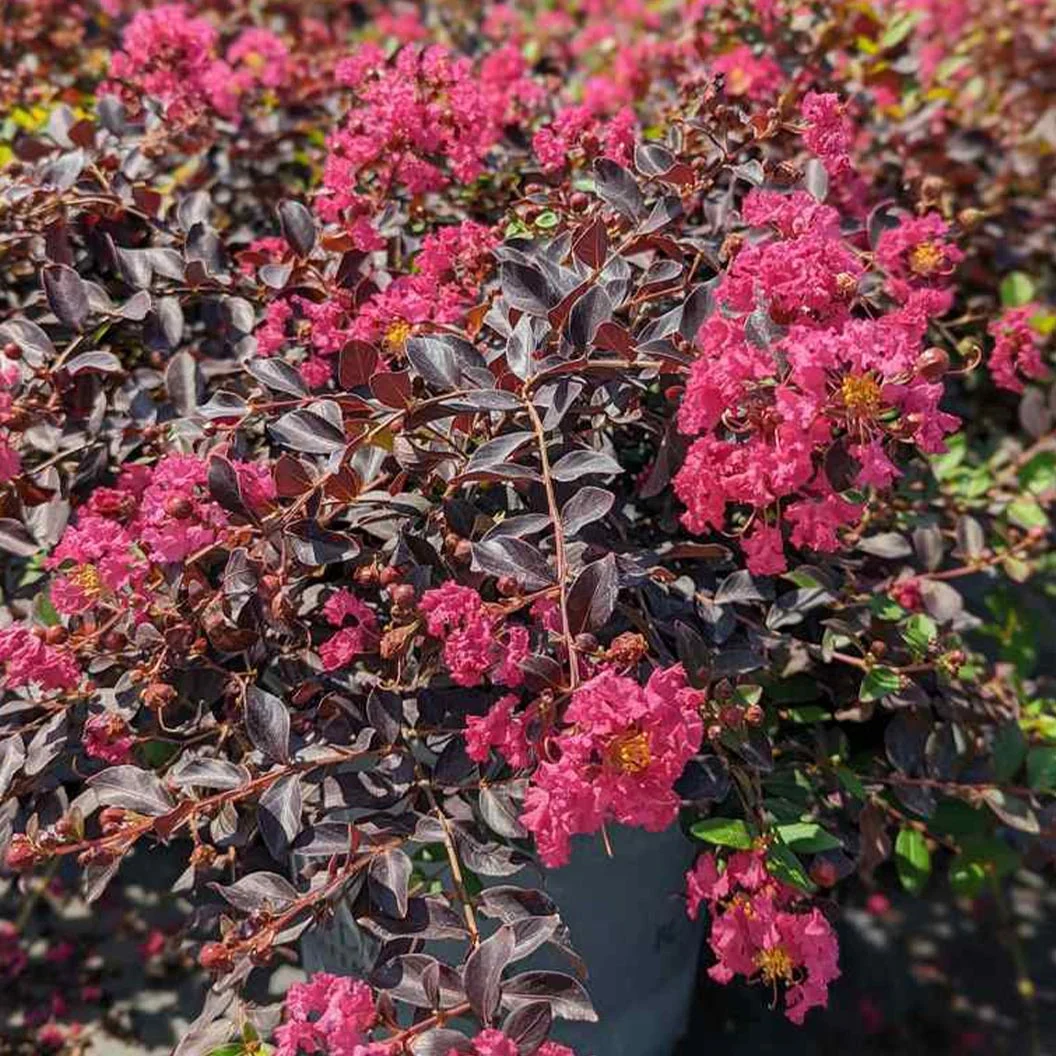 Black Diamond® Pave Pink™ Crape Myrtle Bush 7 Black Diamond® Pave Pink™ Crape Myrtle Bush