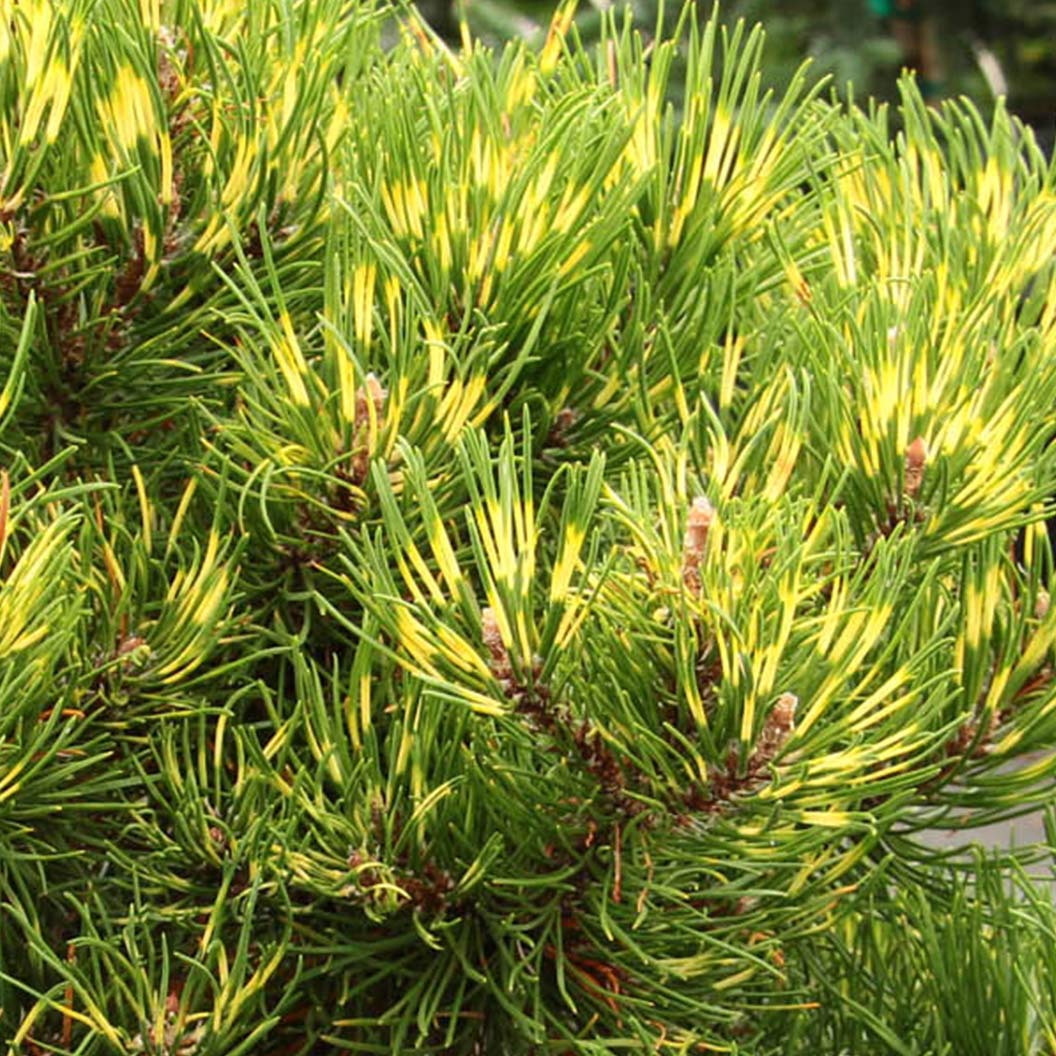 Sunshine Pine Bush 2 Sunshine Pine Bush