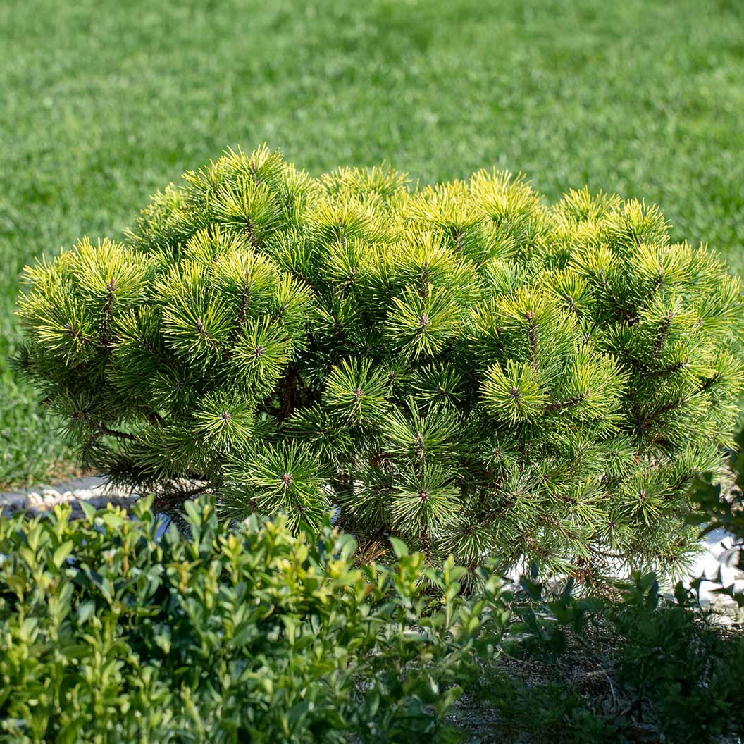 Sunshine Pine Bush 3 Sunshine Pine Bush