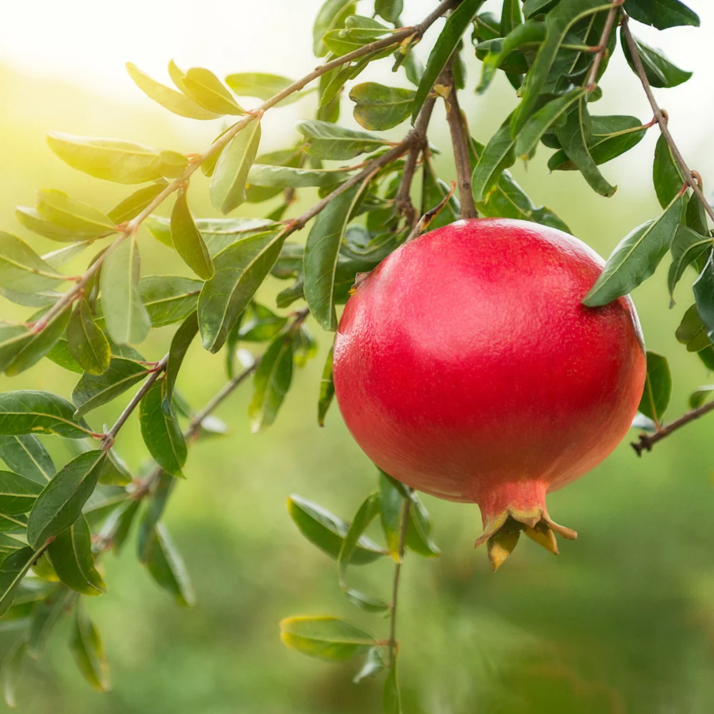 Eversweet Pomegranate Tree 2 Eversweet Pomegranate Tree