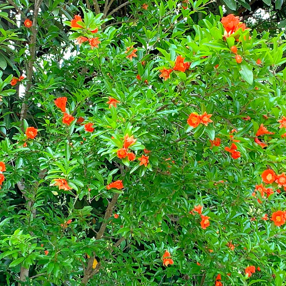 Eversweet Pomegranate Tree 3 Eversweet Pomegranate Tree