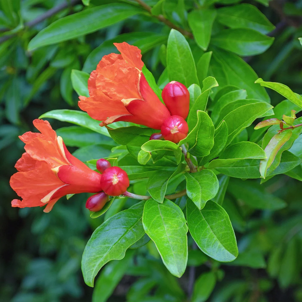 Eversweet Pomegranate Tree 4 Eversweet Pomegranate Tree