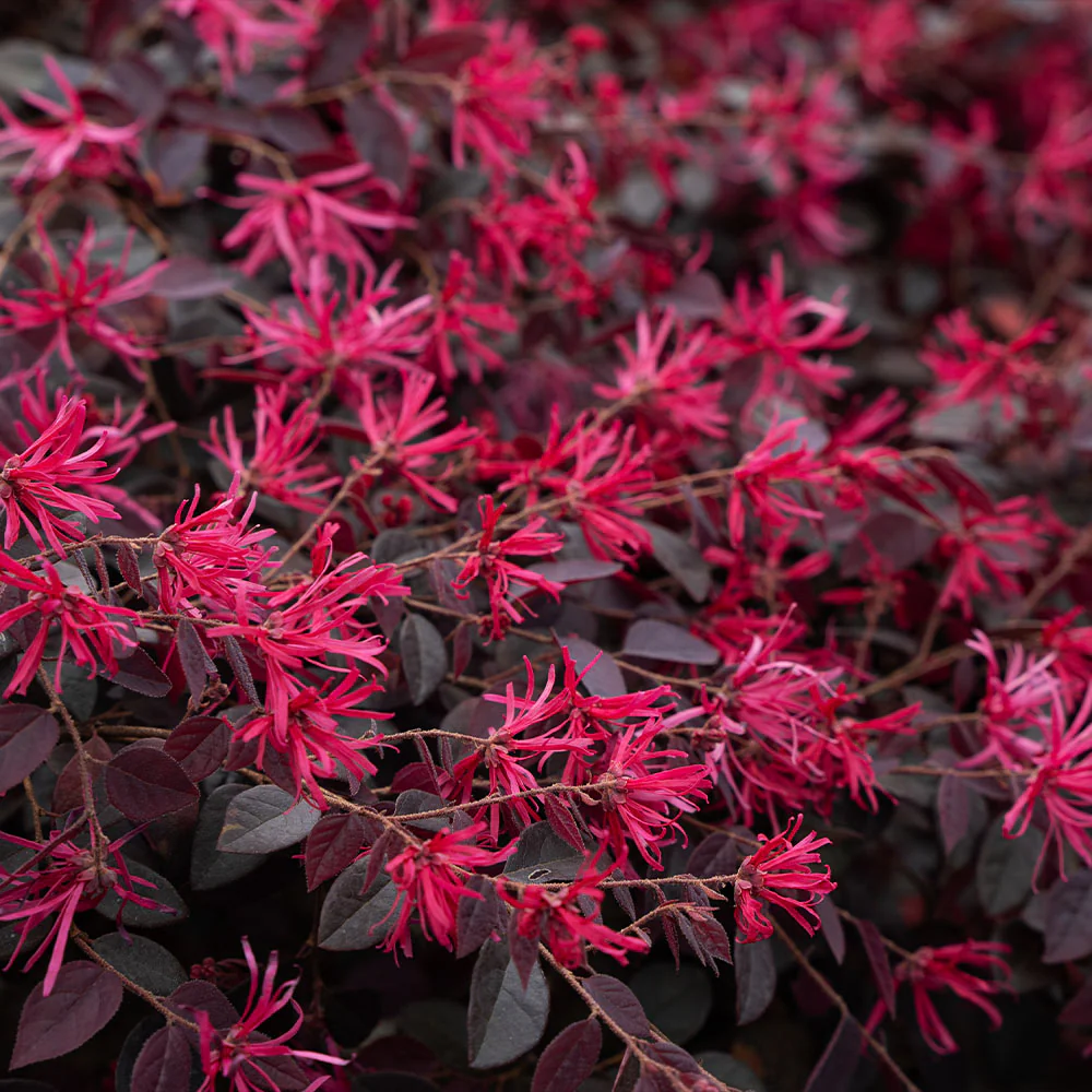 Bloomables® Cerise Charm Loropetalum Shrub