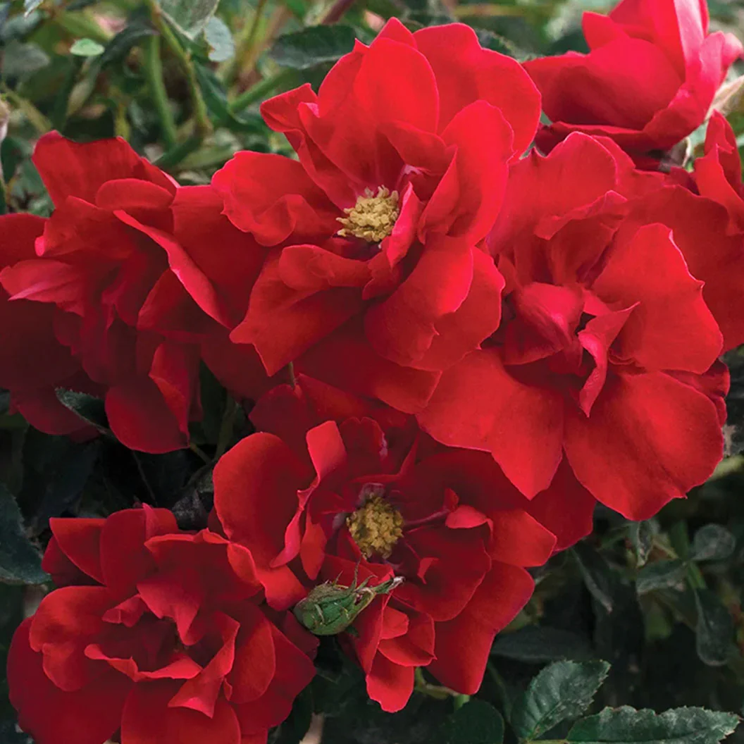 Bloomables® Brick House® Red Rose 2 Bloomables® Brick House® Red Rose