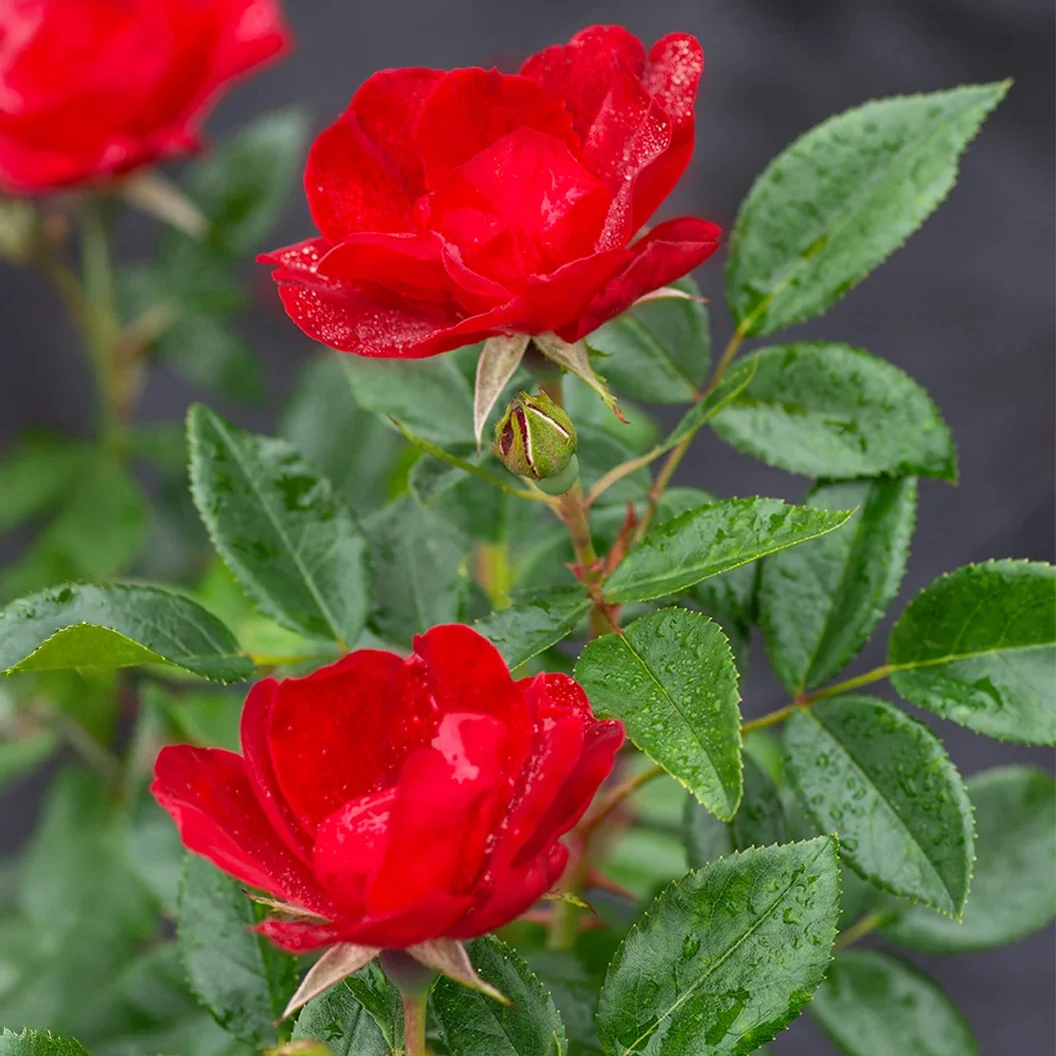 Bloomables® Brick House® Red Rose 3 Bloomables® Brick House® Red Rose