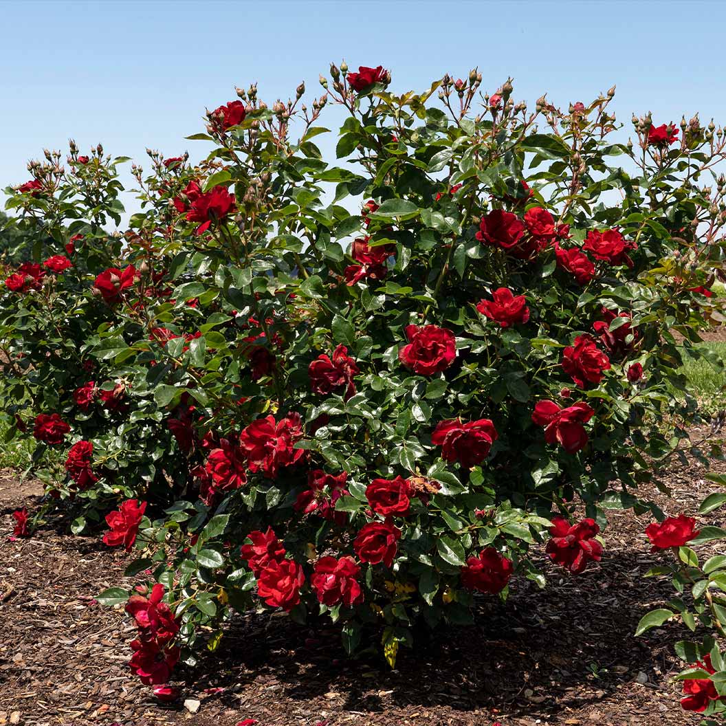 Bloomables® Brick House® Red Rose 4 Bloomables® Brick House® Red Rose