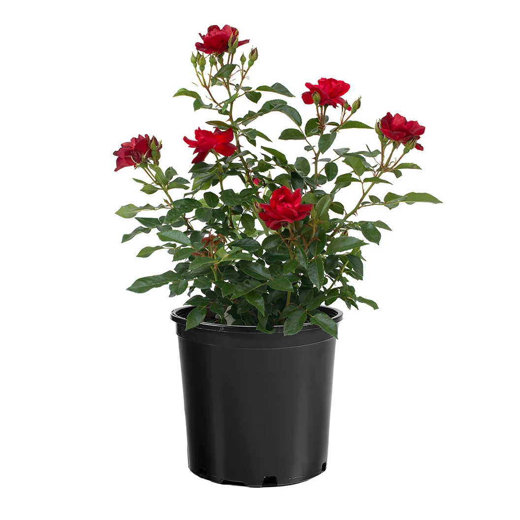 Bloomables® Brick House® Red Rose 5 Bloomables® Brick House® Red Rose
