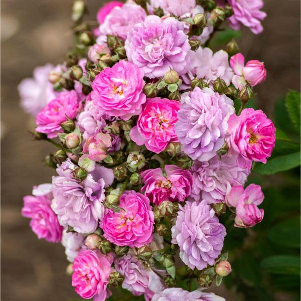 Bloomables® Pretty Polly® Lavender Rose 1 Bloomables® Pretty Polly® Lavender Rose