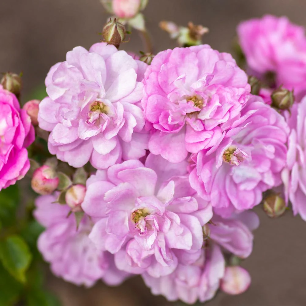 Bloomables® Pretty Polly® Lavender Rose 2 Bloomables® Pretty Polly® Lavender Rose