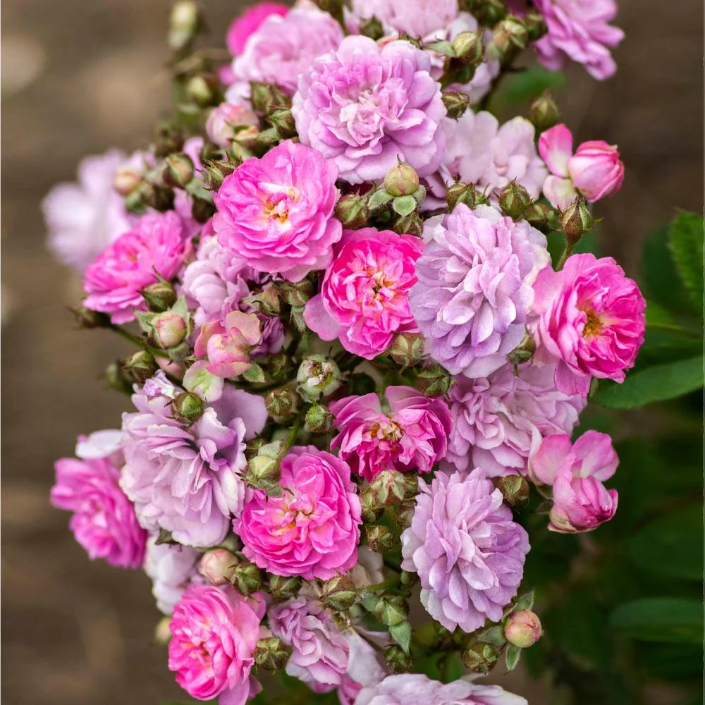 Bloomables® Pretty Polly® Lavender Rose 3 Bloomables® Pretty Polly® Lavender Rose