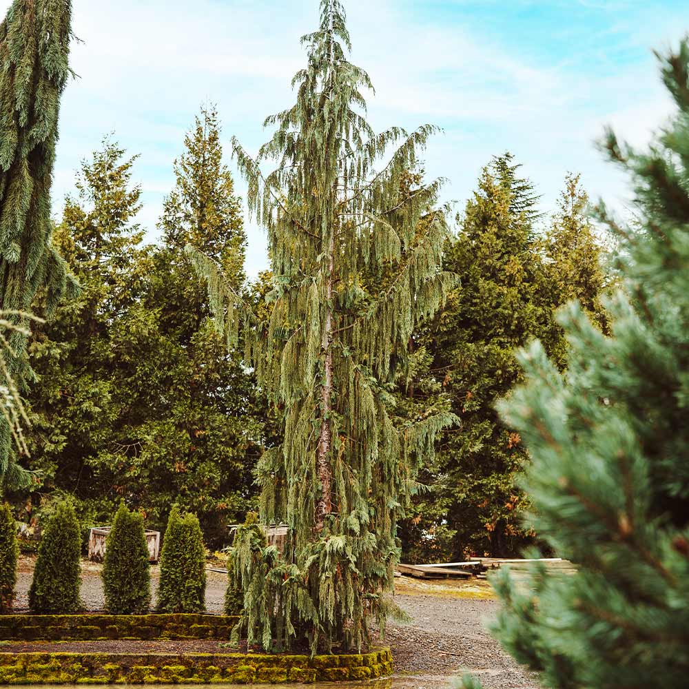 Blue Weeping Alaskan Cedar Tree