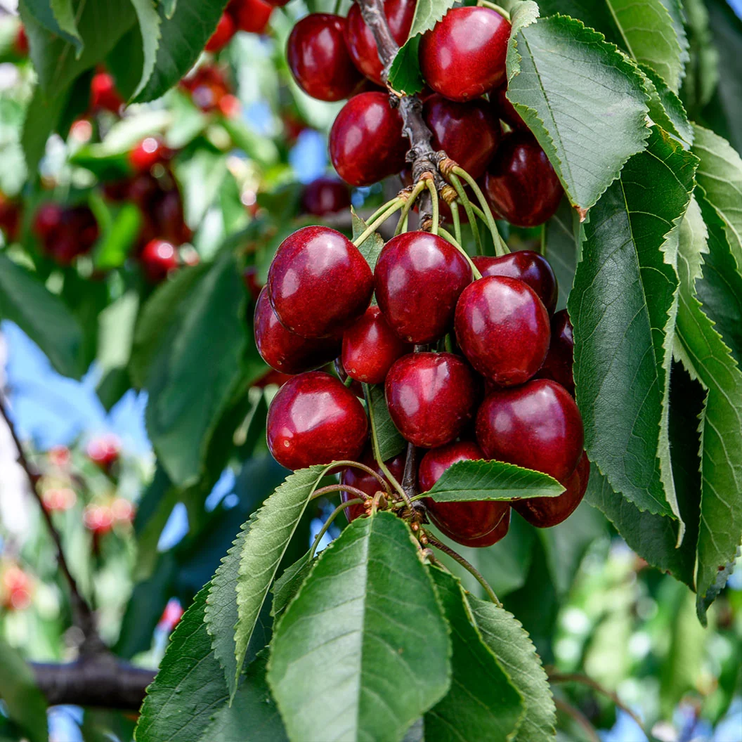 Carmine Jewel Dwarf Cherry Shrub 2 Carmine Jewel Dwarf Cherry Shrub