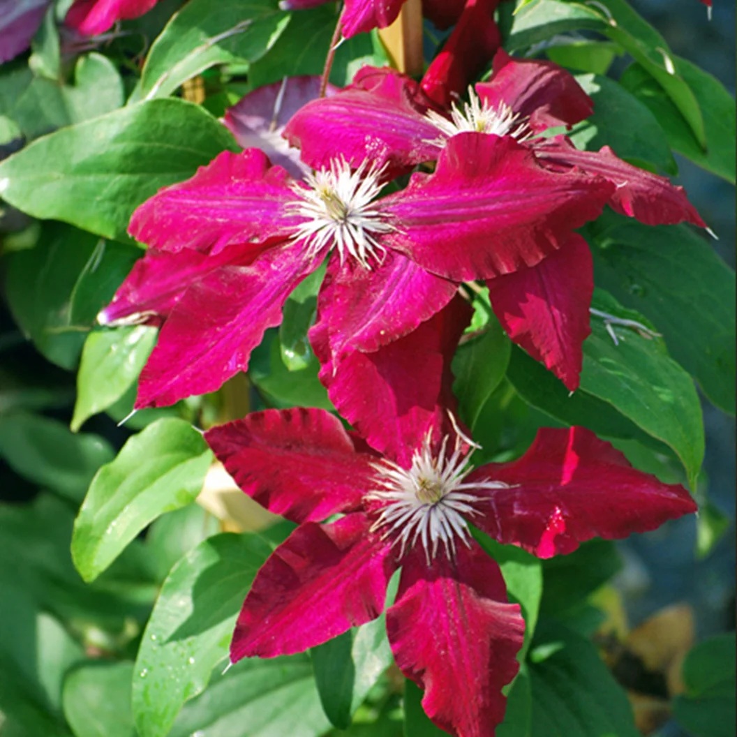 Rebecca Clematis Vine