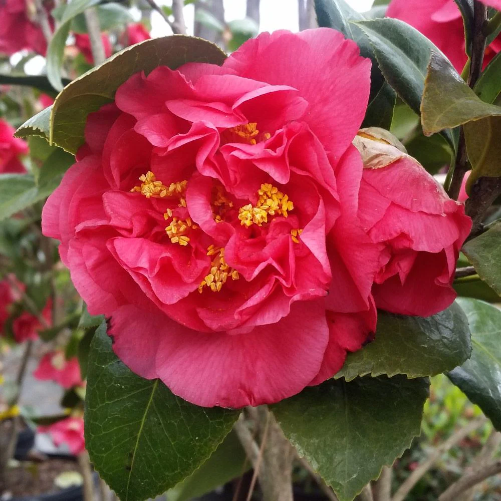 Kramers Camellia Shrub 2 Kramers Camellia Shrub