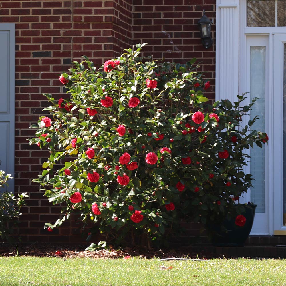 Kramers Camellia Shrub 3 Kramers Camellia Shrub