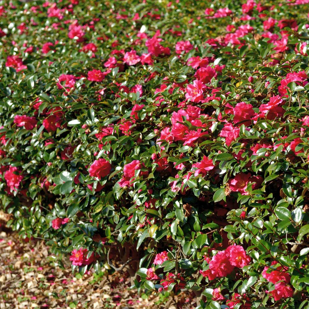 Kramers Camellia Shrub 4 Kramers Camellia Shrub