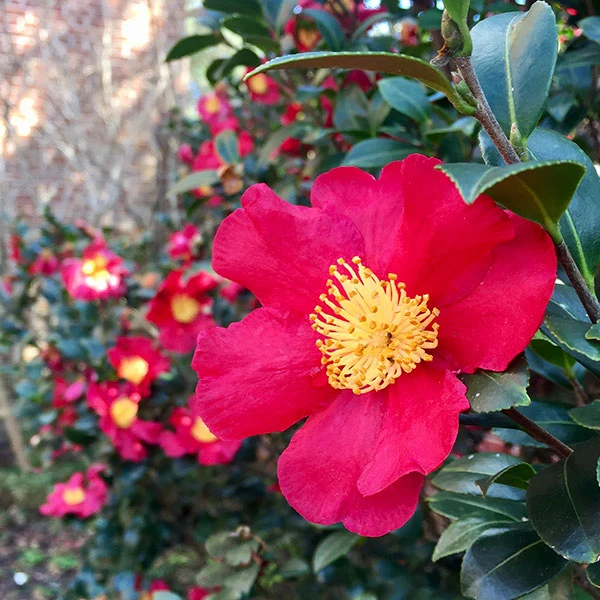 Southern Living® Yuletide Camellia Shrub
