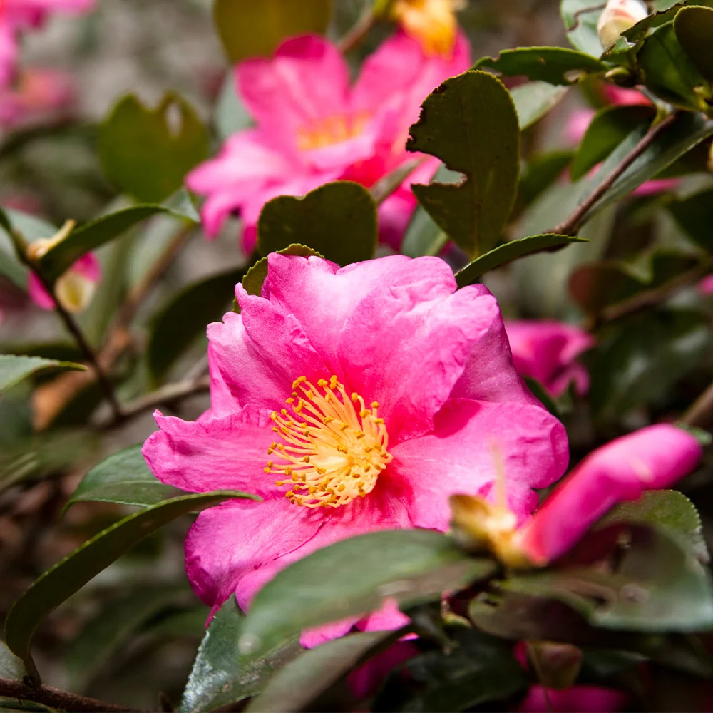 Camellia 'Shi-Shi Gashira' Shrub 2 Camellia 'Shi-Shi Gashira' Shrub