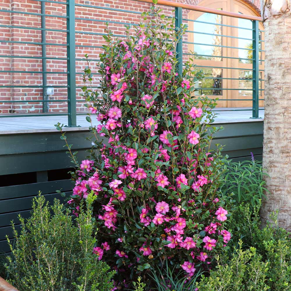 Camellia 'Shi-Shi Gashira' Shrub 3 Camellia 'Shi-Shi Gashira' Shrub