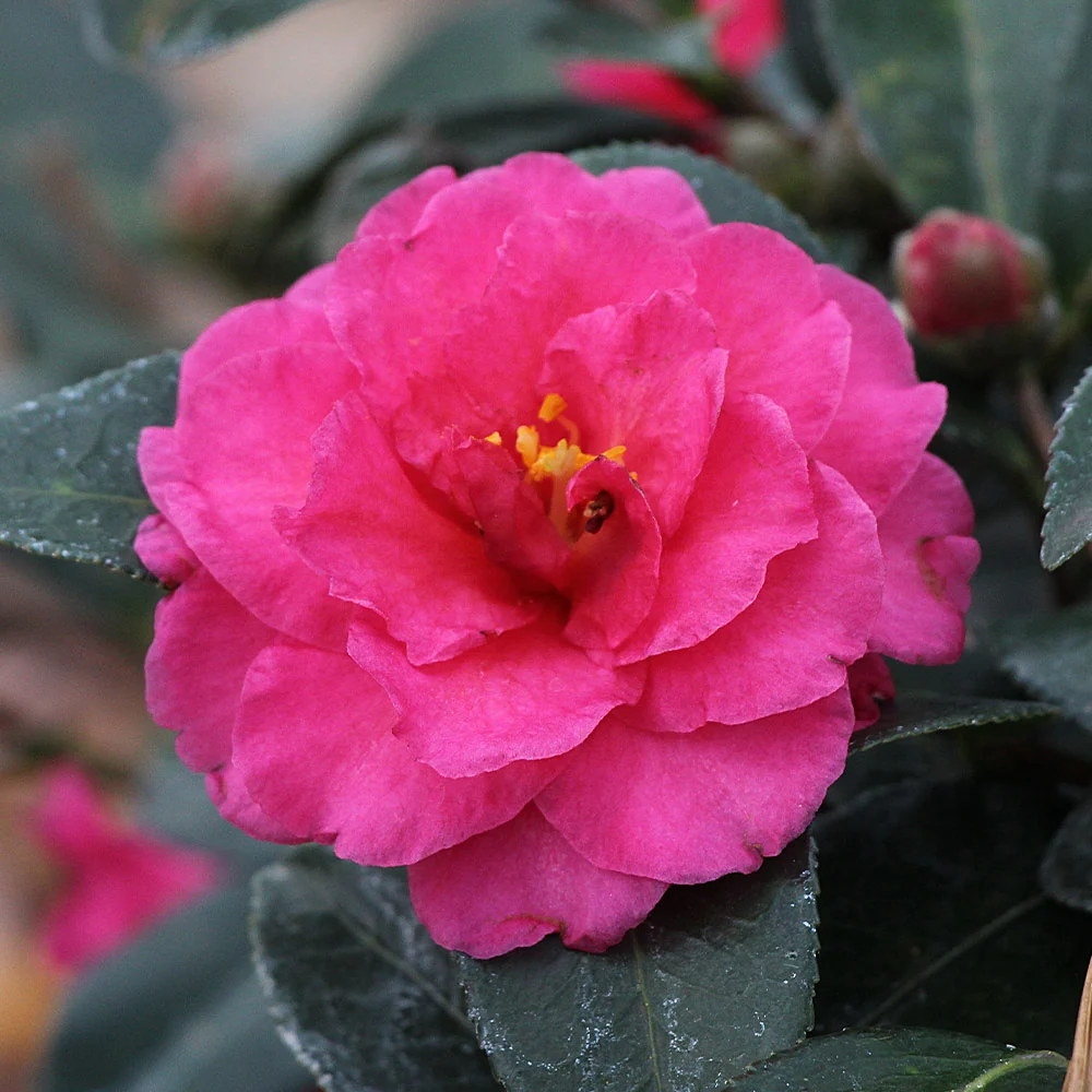 Camellia 'Shi-Shi Gashira' Shrub 4 Camellia 'Shi-Shi Gashira' Shrub