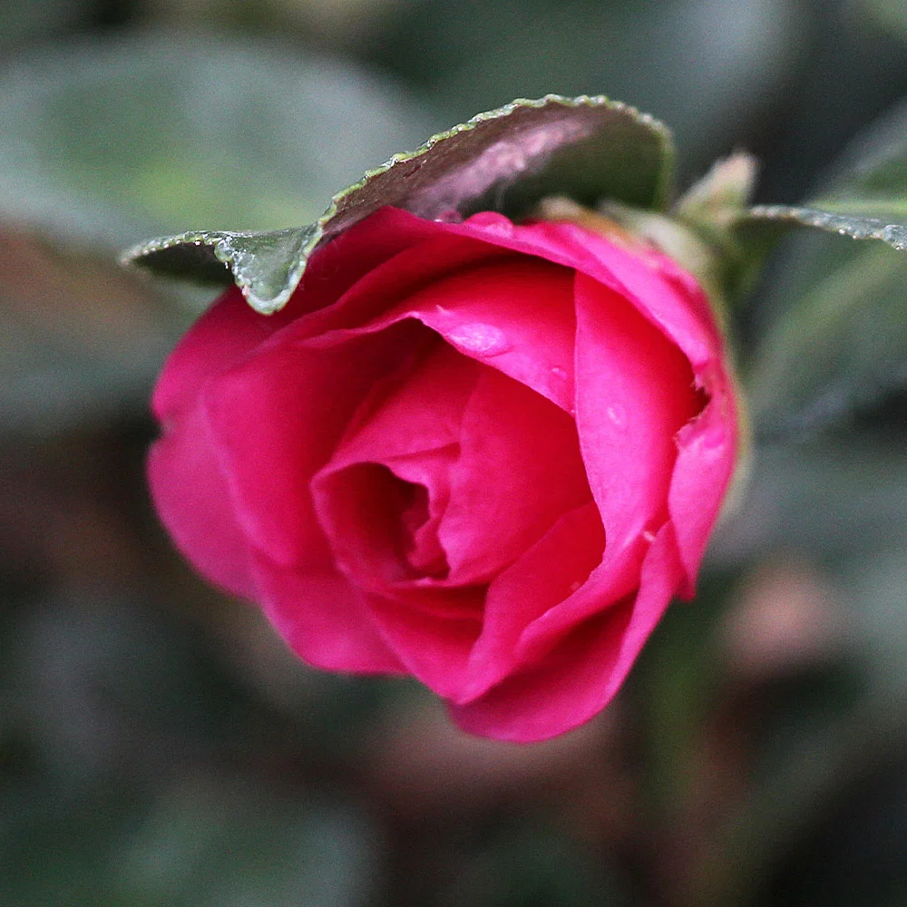 Camellia 'Shi-Shi Gashira' Shrub 5 Camellia 'Shi-Shi Gashira' Shrub