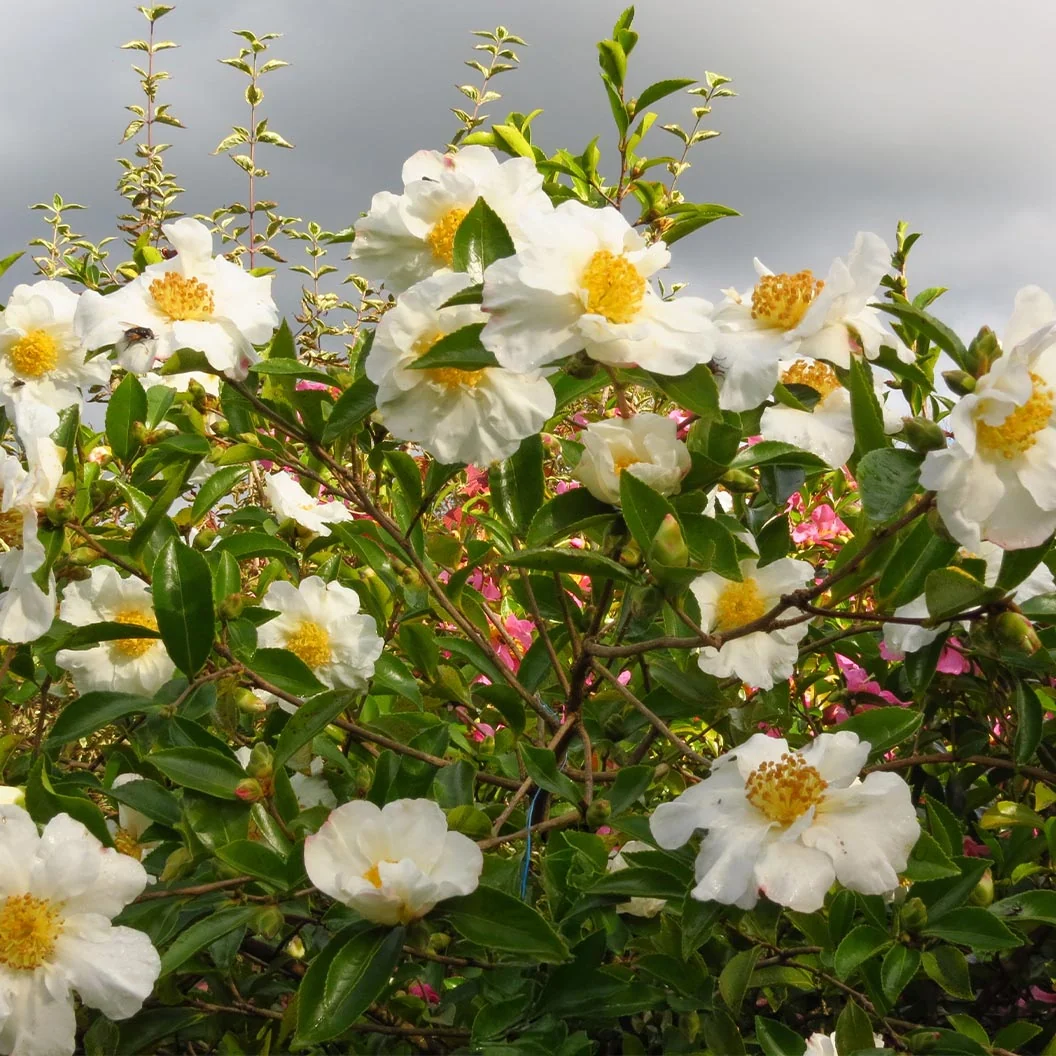 Setsugekka Camellia Shrub 1 Setsugekka Camellia Shrub
