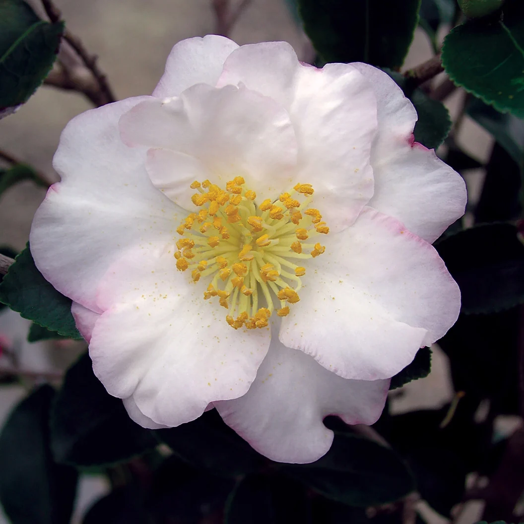 Setsugekka Camellia Shrub 3 Setsugekka Camellia Shrub