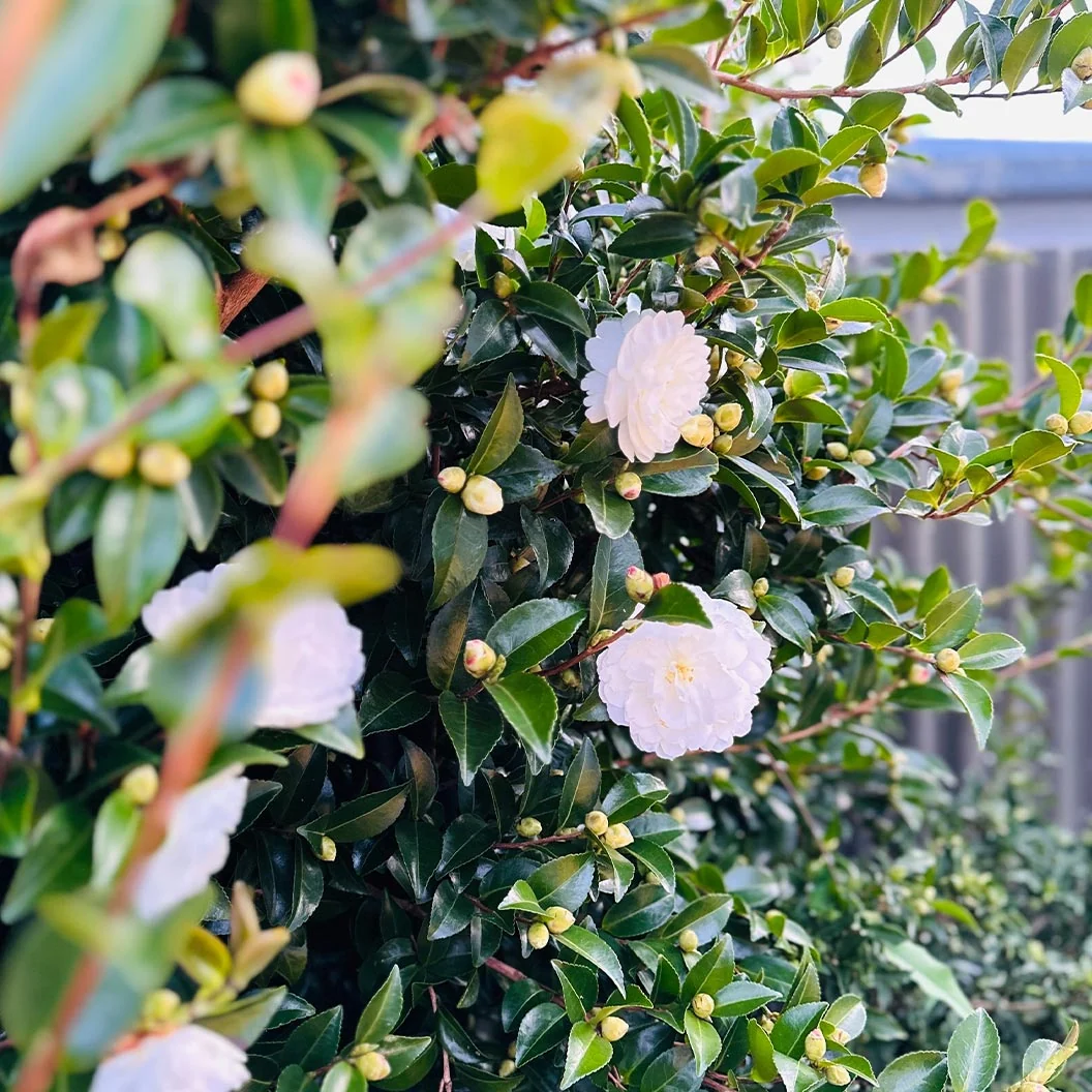 Setsugekka Camellia Shrub 4 Setsugekka Camellia Shrub