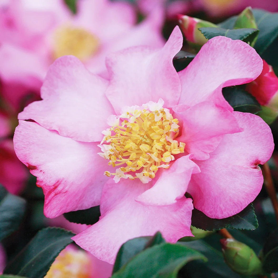 Cleopatra Camellia Shrub