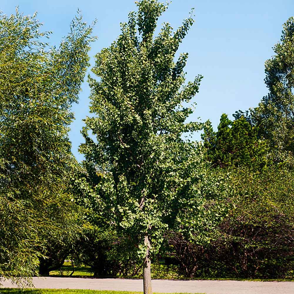 Princeton Sentry™ Columnar Ginkgo Tree 3 Princeton Sentry™ Columnar Ginkgo Tree
