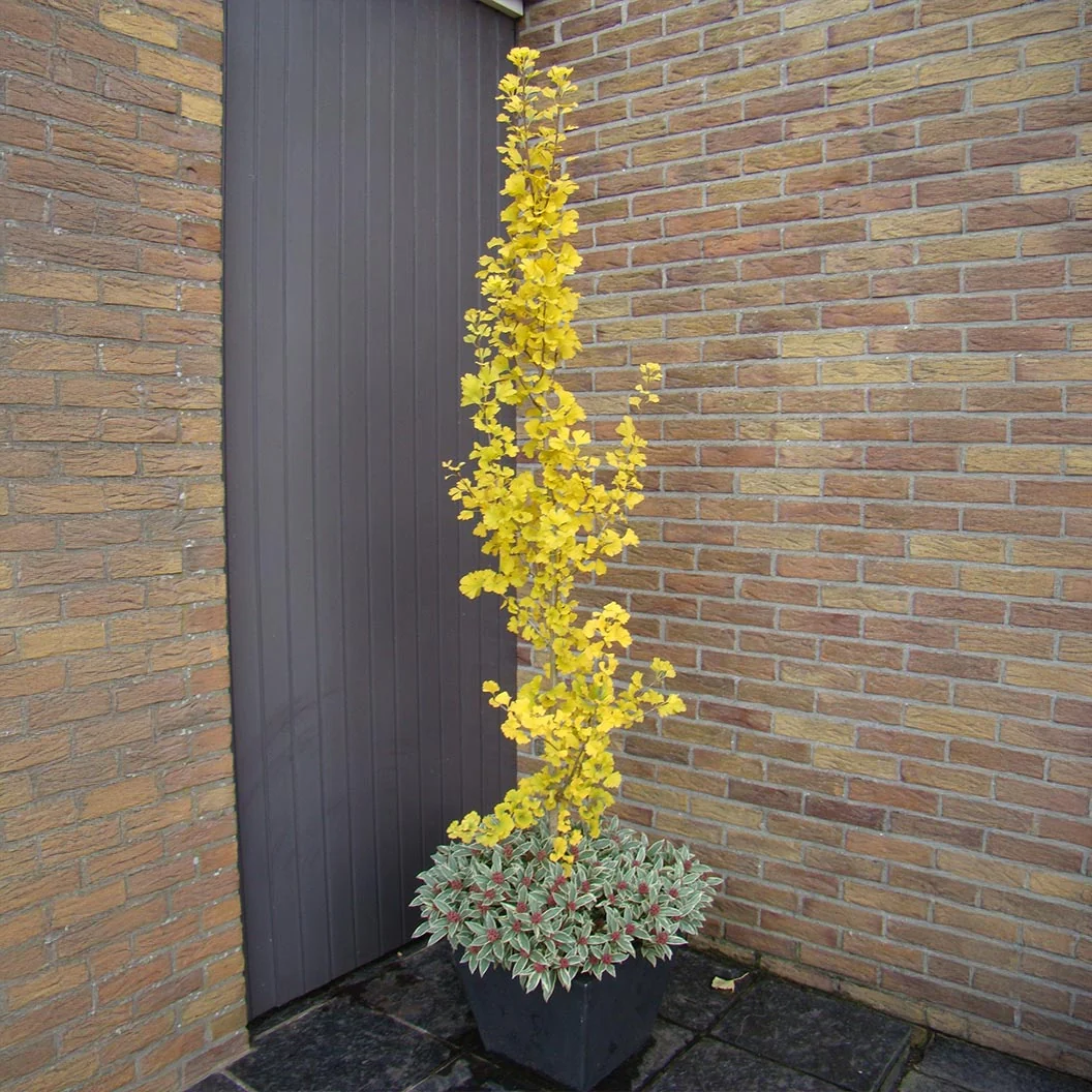Proven Winners® Skinny Fit® Ginkgo Tree 2 Proven Winners® Skinny Fit® Ginkgo Tree
