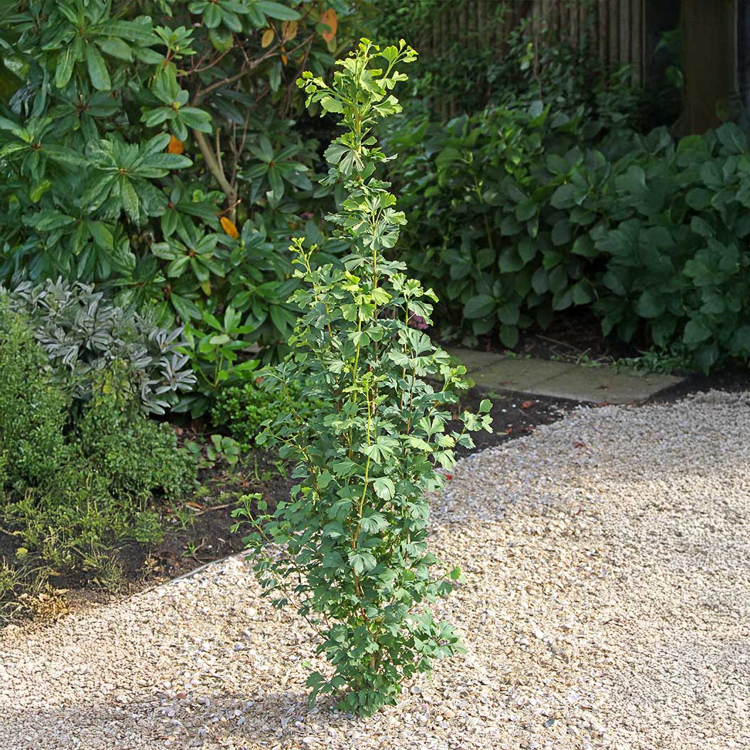 Proven Winners® Skinny Fit® Ginkgo Tree 3 Proven Winners® Skinny Fit® Ginkgo Tree