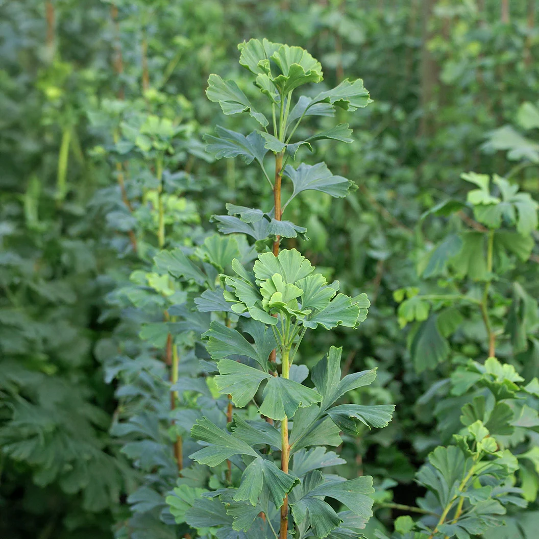 Proven Winners® Skinny Fit® Ginkgo Tree 4 Proven Winners® Skinny Fit® Ginkgo Tree