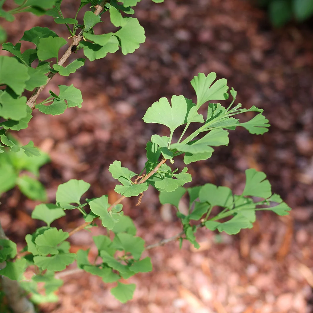 Proven Winners® Skinny Fit® Ginkgo Tree 5 Proven Winners® Skinny Fit® Ginkgo Tree