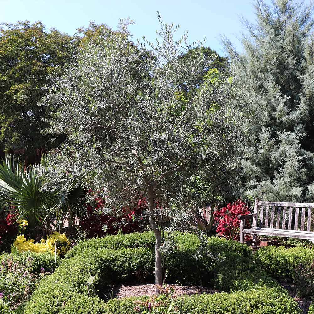Arbequina Olive Tree 3 Arbequina Olive Tree