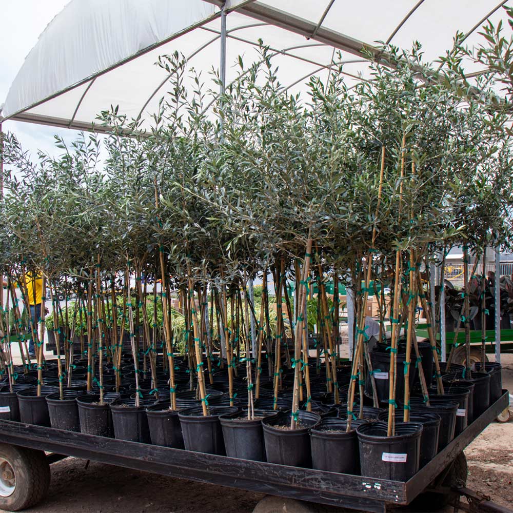 Arbequina Olive Tree 4 Arbequina Olive Tree