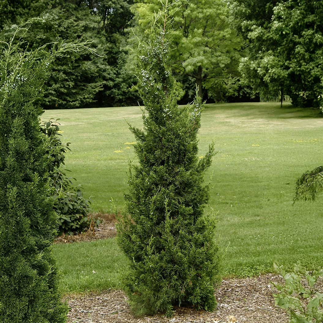 Hetzii Columnar Juniper Tree 2 Hetzii Columnar Juniper Tree