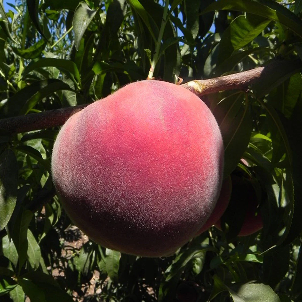 Fruit Snacks® Sweet Sensation™ Columnar Dwarf Peach Tree 1 Fruit Snacks® Sweet Sensation™ Columnar Dwarf Peach Tree