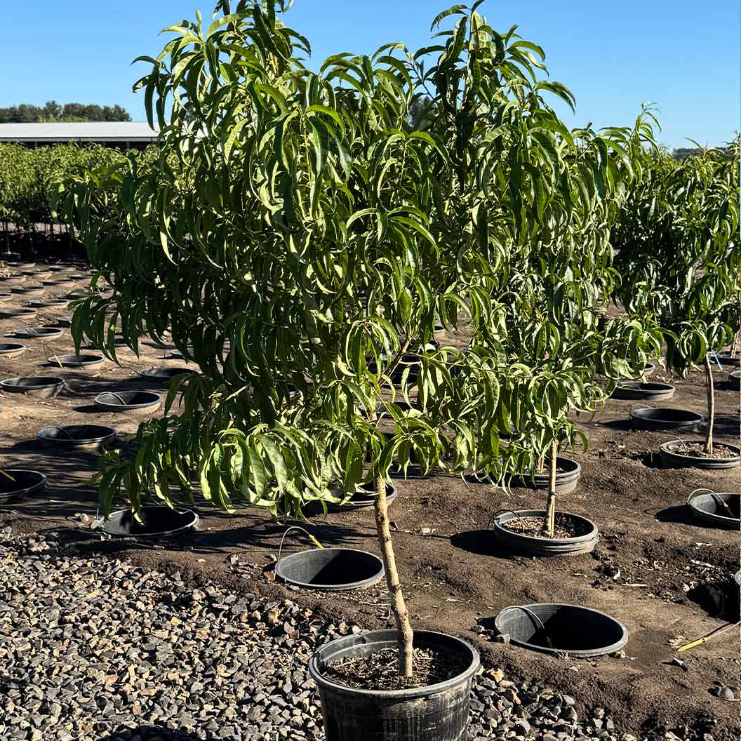 Fruit Snacks® Sweet Sensation™ Columnar Dwarf Peach Tree 3 Fruit Snacks® Sweet Sensation™ Columnar Dwarf Peach Tree