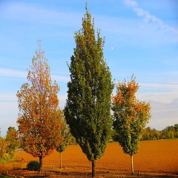 Skinny Genes® Oak Tree