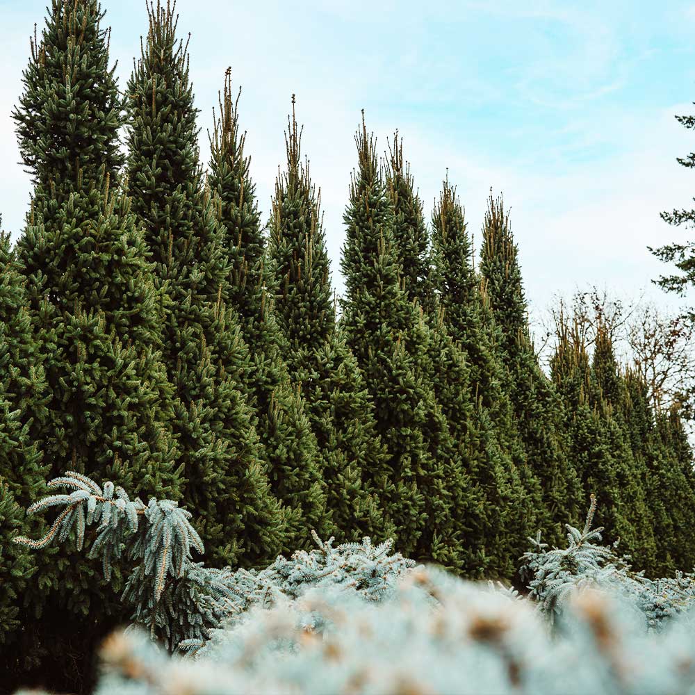 Columnar Norway Spruce Tree
