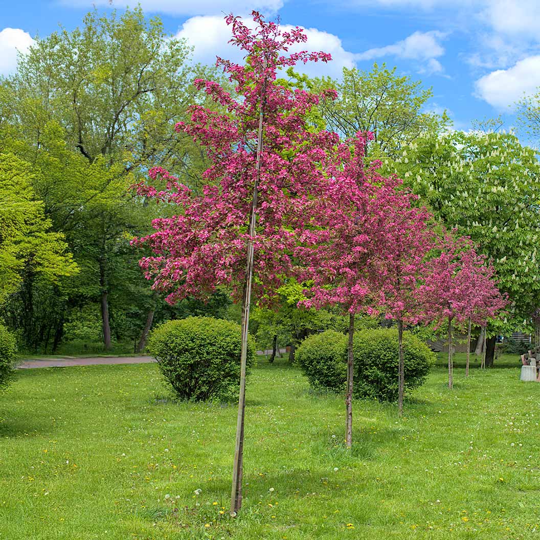 Emerald Spire Crabapple Tree 2 Emerald Spire Crabapple Tree