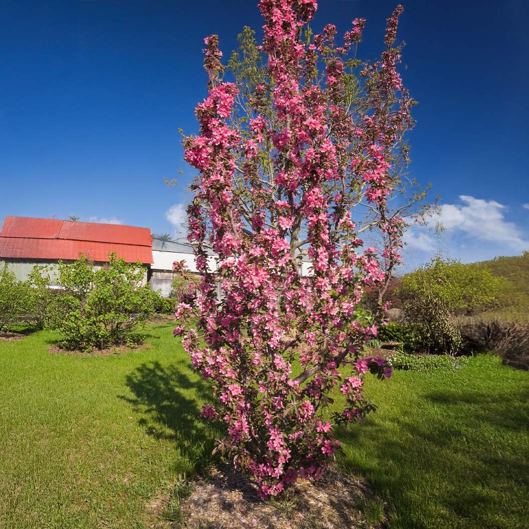 Emerald Spire Crabapple Tree 3 Emerald Spire Crabapple Tree