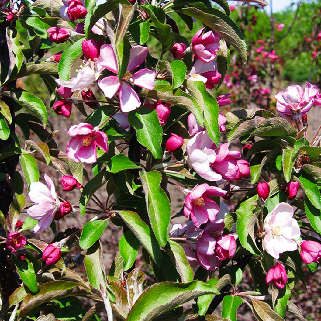 Emerald Spire Crabapple Tree 6 Emerald Spire Crabapple Tree