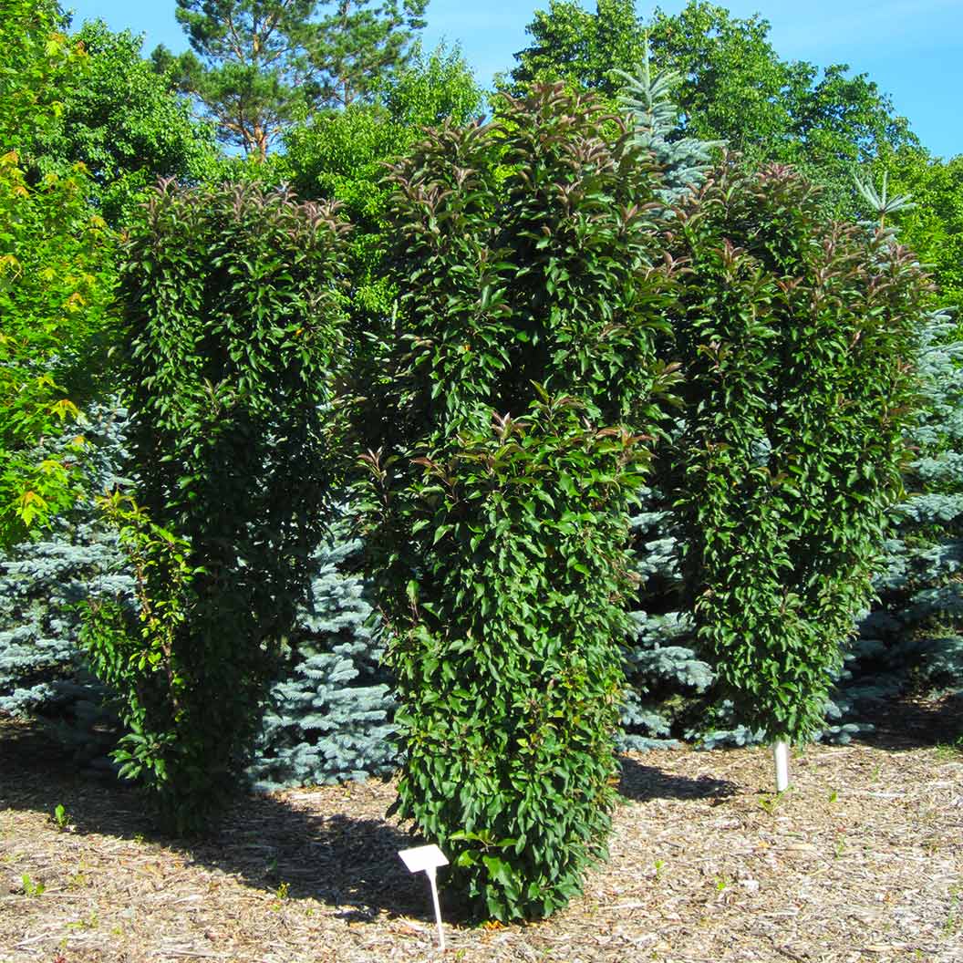 Emerald Spire Crabapple Tree 7 Emerald Spire Crabapple Tree