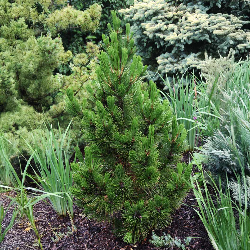 Emerald Arrow Bosnian Pine Tree 1 Emerald Arrow Bosnian Pine Tree